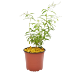 Aromáticas - Cedrón