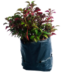 Arbustivas - Pata de paloma