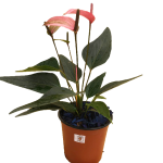 Tropical - Anturio enano rosado