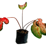 Sin Flor - Caladio rojo
