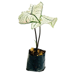 Sin Flor - Caladio blanco