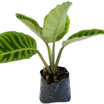 Sin Flor - Calatheas Zebrinas