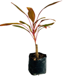 Sin Flor - Cordelin rojo