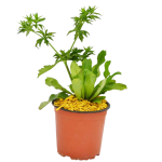 Aromáticas - Cilantro