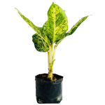 Sin Flor - Diffenbaquia