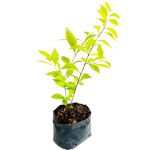 Sin Flor - Duranta variegada