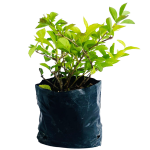 Arbustivas - Duranta Gold