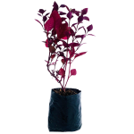 Arbustivas - Duranta roja