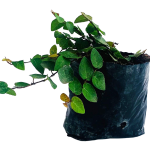 Enredadera - Hiedras