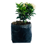 Con Flor - Ixoras enanas rosadas