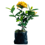 Con Flor - Ixoras semi enanas amarillas