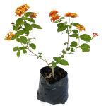 Con Flor - Lantanas Ocre