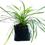 Arbustivas - Liriope verde