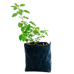 Aromáticas - Oregano