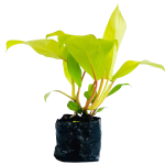 Sin Flor - Philodendro limon