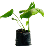 Sin Flor - Philodendro Monstera