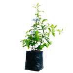 Con Flor - Plumbago azul