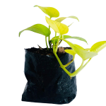 Cubresuelo - Psindapsus amarillo