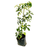 Sin Flor - Sheflera verde