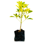 Sin Flor - Shefleras Variegadas