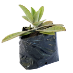 Aromáticas - Dulcamara