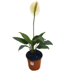 Con Flor - Spathiphyllum