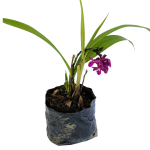 Con Flor - Orquídea de tierra lila