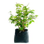 Con Flor - Tumbergia arbustiva