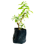 Con Flor - Campana amarillas Enanas