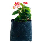 Con Flor - Begonia rosada