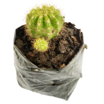 Cactus Bola Amarilla