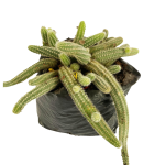 Cactus Gusanito
