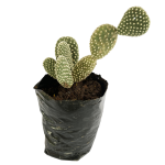 Cactus Mickey Blanco