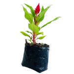 Con Flor - Celosia roja
