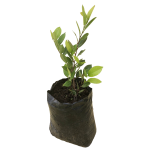 Cerca viva - Cocoplum