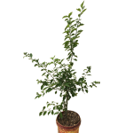 Frutal - Limon Sutil
