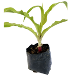 Sin Flor - Amancay Verde