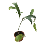 Con Flor - Galán de la noche