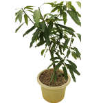 Árbol Mango