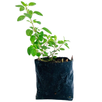 Aromáticas - Oregano de mesa