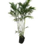 Palma Bambú