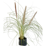 Con Flor - Penisettum Blanco