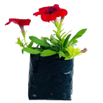 Con Flor - Petunia roja