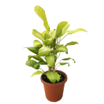 Premium - Philod. Enub. Pole (40 cm)