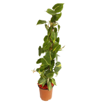 Premium - Psindapsus Pole (40 cm)