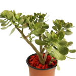 Premium - Suculenta Jade Grande (20 cm)