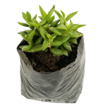 Suculenta Carnosa Verde