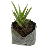 Suculenta Mini Sabila