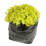 Suculenta Sedum Limon