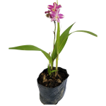 Con Flor - Orquídea de tierra rosada